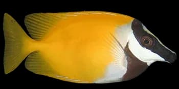 狐篮子鱼（Siganus vulpinus）图片
