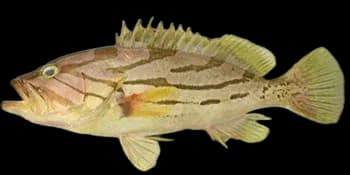 弧纹石斑鱼（Epinephelus morrhua）图片