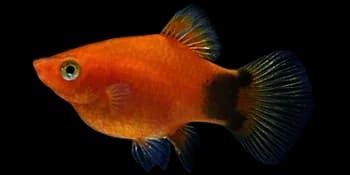 花斑剑尾鱼（Xiphophorus maculatus）图片