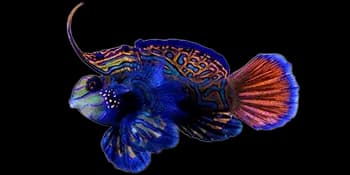 花斑连鳍䲗（Synchiropus splendidus）图片