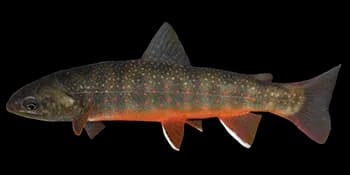 花羔红点鲑（Salvelinus malma）图片