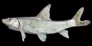 花䱻（Hemibarbus maculatus）图片