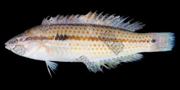 花鳍副海猪鱼（Parajulis poecilepterus）图片
