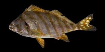 花尾唇指䱵（Cheilodactylus zonatus）图片