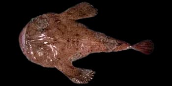 黄鮟鱇（Lophius litulon）图片