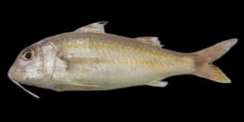 黄带绯鲤（Upeneus sulphureus）图片