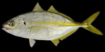 黄带拟鲹（Pseudocaranx dentex）图片