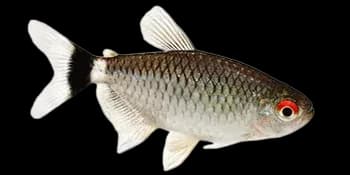 黄带直线脂鲤（Moenkhausia sanctaefilomenae）图片