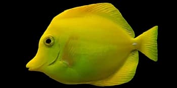 黄高鳍刺尾鱼（Zebrasoma flavescens）图片