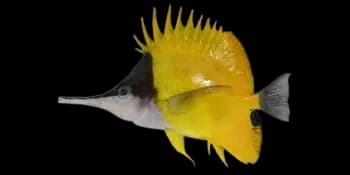 黄镊口鱼（Forcipiger flavissimus）图片