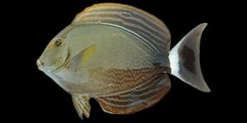 黄鳍刺尾鱼（Acanthurus xanthopterus）图片