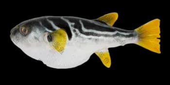 黄鳍多纪鲀（Takifugu xanthopterus）图片