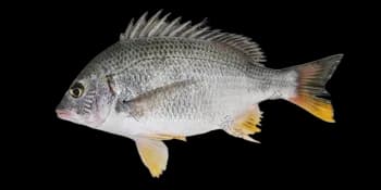 黄鳍棘鲷（Acanthopagrus latus）图片