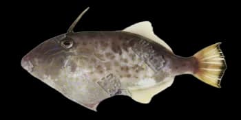 黄鳍马面鲀（Thamnaconus hypargyreus）图片