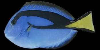 黄尾副刺尾鱼（Paracanthurus hepatus）图片