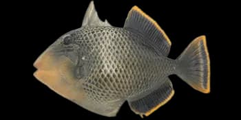 黄缘副鳞鲀（Pseudobalistes flavimarginatus）图片
