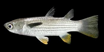 黄鲻（Ellochelon vaigiensis）图片