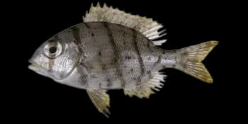 灰裸顶鲷（Gymnocranius griseus）图片
