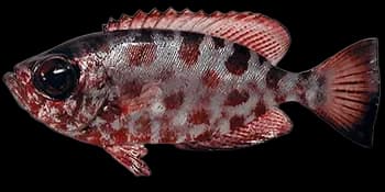 灰鳍异大眼鲷（Heteropriacanthus cruentatus）图片
