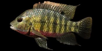 吉利非鲫（Tilapia zillii）图片