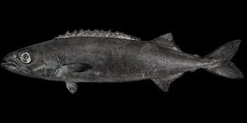 棘鳞蛇鲭（Ruvettus pretiosus）图片