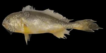 棘头梅童鱼（Collichthys lucidus）图片
