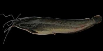 尖齿胡鲶（Clarias gariepinus）图片