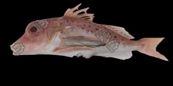 尖棘角鲂鮄（Pterygotrigla hemisticta）图片