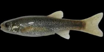 尖头大吻鱥（Rhynchocypris oxycephalus）图片