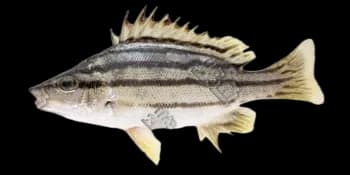 尖突吻鯻（Rhynchopelates oxyrhynchus）图片