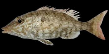 尖吻裸颊鲷（Lethrinus olivaceus）图片