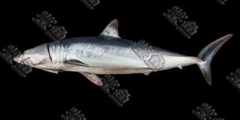 尖吻鲭鲨（Isurus oxyrinchus）图片