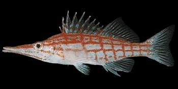 尖吻䱵（Oxycirrhites typus）图片