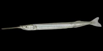 间下鱵鱼（Hyporhamphus intermedius）图片