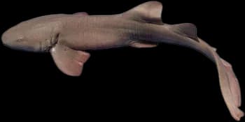 铰口鲨（Ginglymostoma cirratum）图片