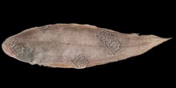 焦氏舌鳎（Cynoglossus joyneri）图片