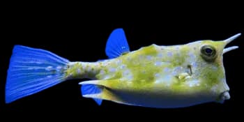 角箱鲀（Lactoria cornuta）图片