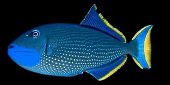 金边黄鳞鲀(蓝面炮弹)（Xanthichthys auromarginatus）图片