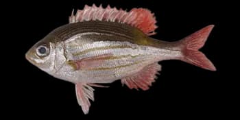 金带齿颌鲷（Gnathodentex aureolineatus）图片