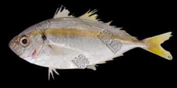 金带细鲹（Selaroides leptolepis）图片