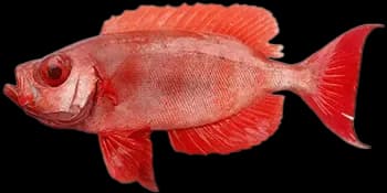 金目大眼鲷（Priacanthus hamrur）图片