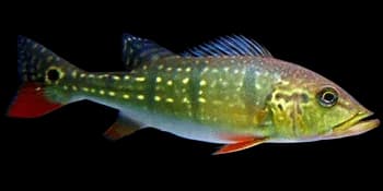 金目丽鱼（Cichla temensis）图片