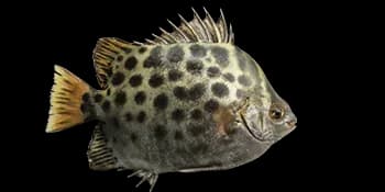 金钱鱼（Scatophagus argus）图片