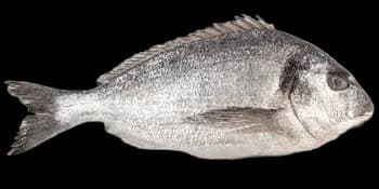 金头鲷（Sparus aurata）图片