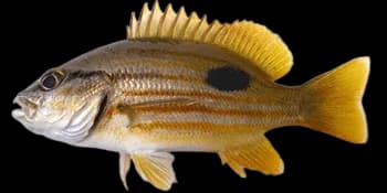 金焰笛鲷（Lutjanus fulviflamma）图片