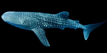 鲸鲨（Rhincodon typus）图片