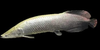 巨巴西骨舌鱼（Arapaima gigas）图片