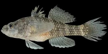 锯脊塘鳢（Butis koilomatodon）图片