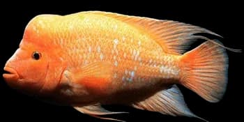 橘色双冠丽鱼（Amphilophus citrinellus）图片
