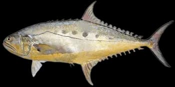 康氏似鲹（Scomberoides commersonnianus）图片